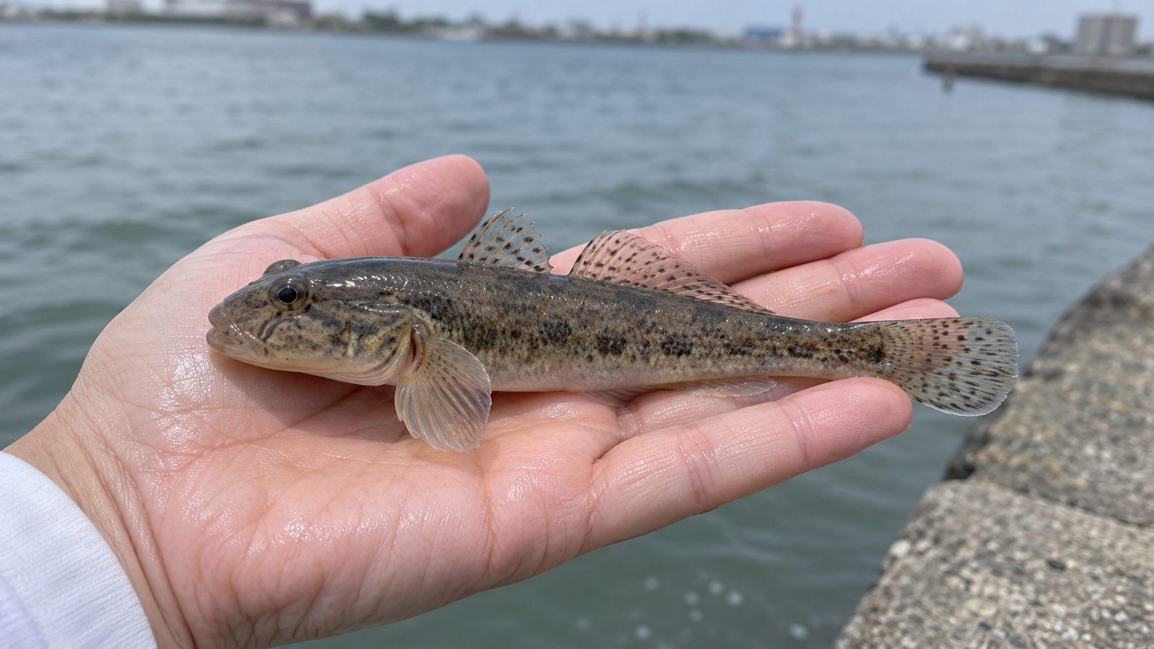 河口の釣り場で手のひらに乗せたマハゼのイメージ