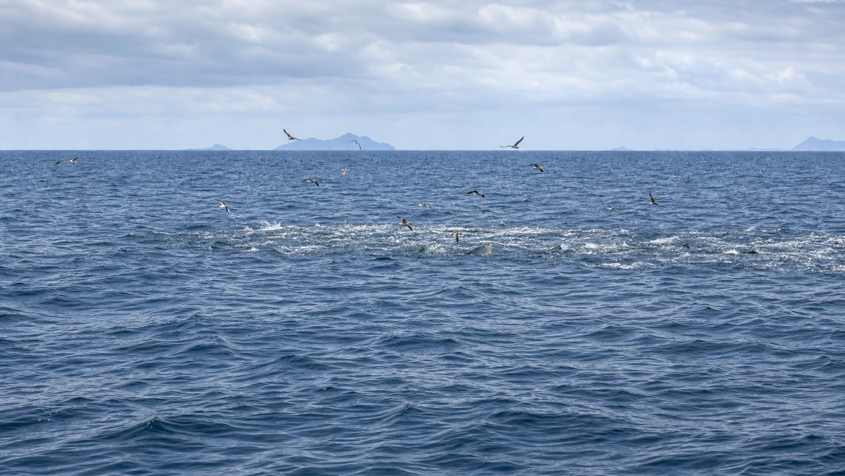 広い海に鳥が集まり海面が白く沸くキハダのナブラ