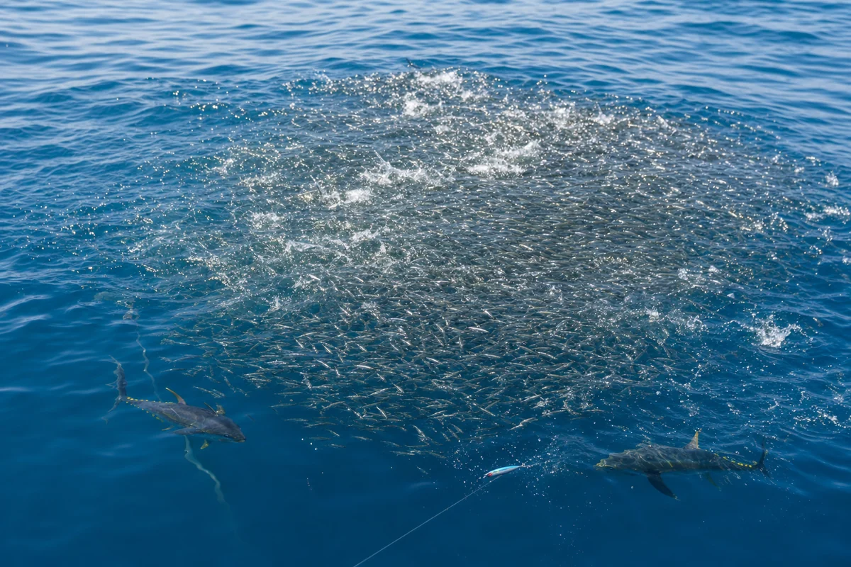 水面へ固まったベイトボールの外側でキハダが捕食するナブラ