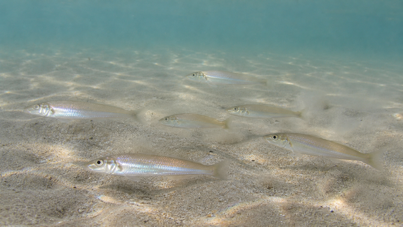 砂地の海底近くを群れで泳ぐシロギス