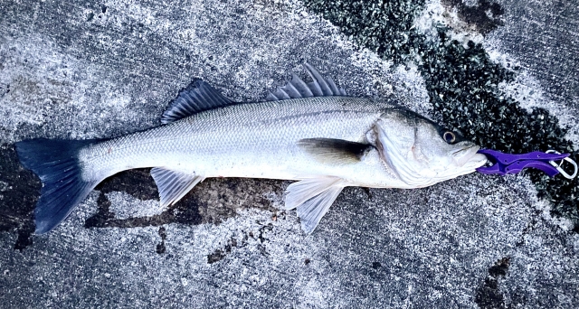 スズキ釣り
