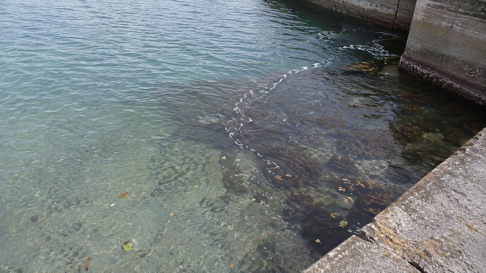 堤防の角で浅場から沈み根と海藻帯へ海面の色が変わる様子