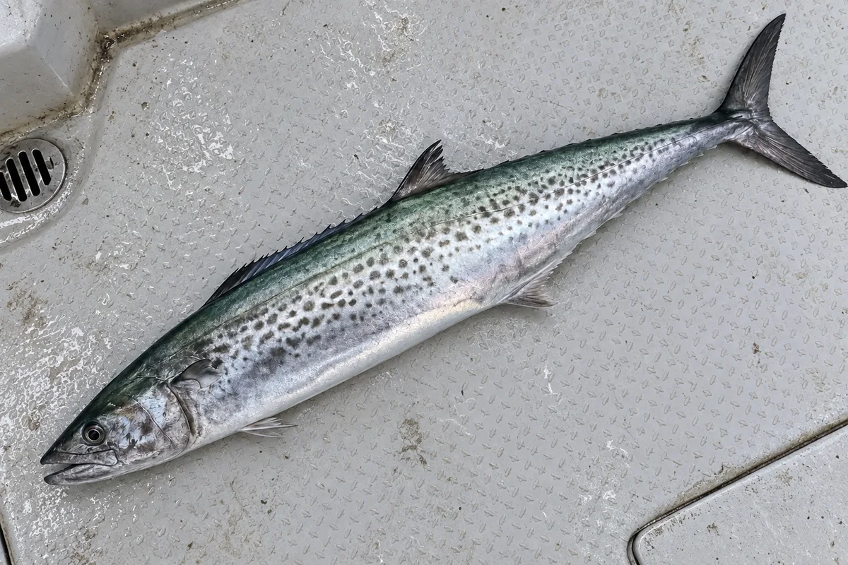 船のデッキに置いた釣り上げ直後のサワラ