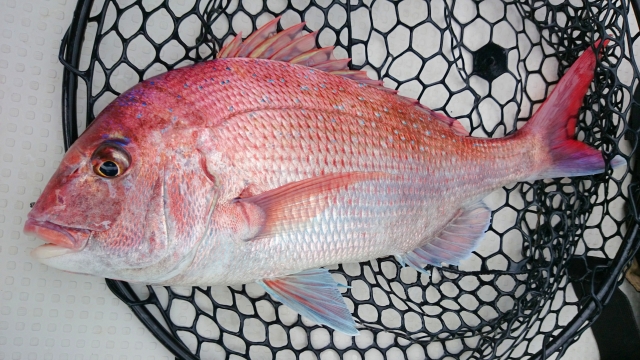 鯛ラバで釣った鯛