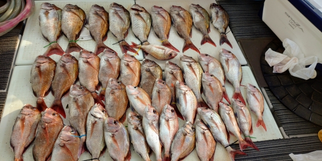 タイラバサビキで釣れた真鯛
