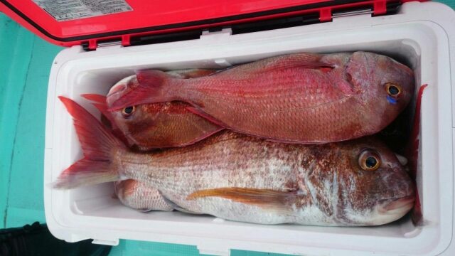 タイラバサビキの仕掛け