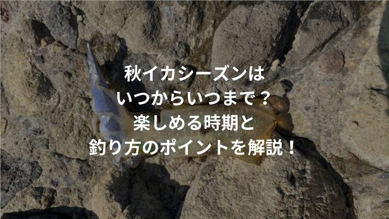 秋イカは何月から?9月・10月・11月の時期の違いと狙い方