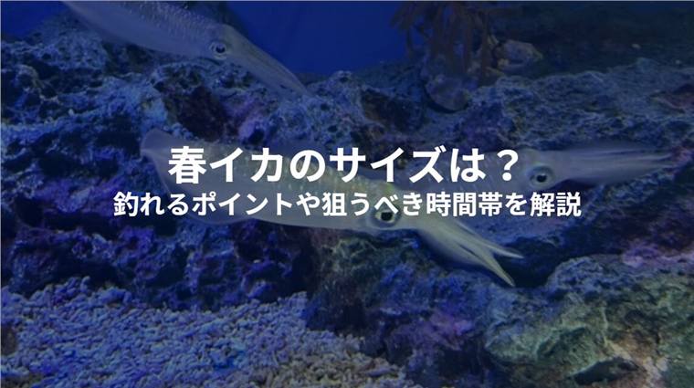 春イカエギングはいつから?時期・ポイント・時間帯の見方を解説