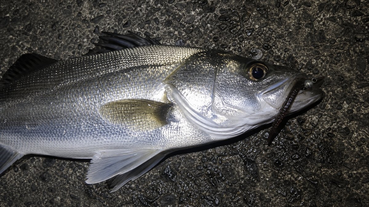 ジグヘッドにセットしたバチ抜けワームで釣れたシーバス