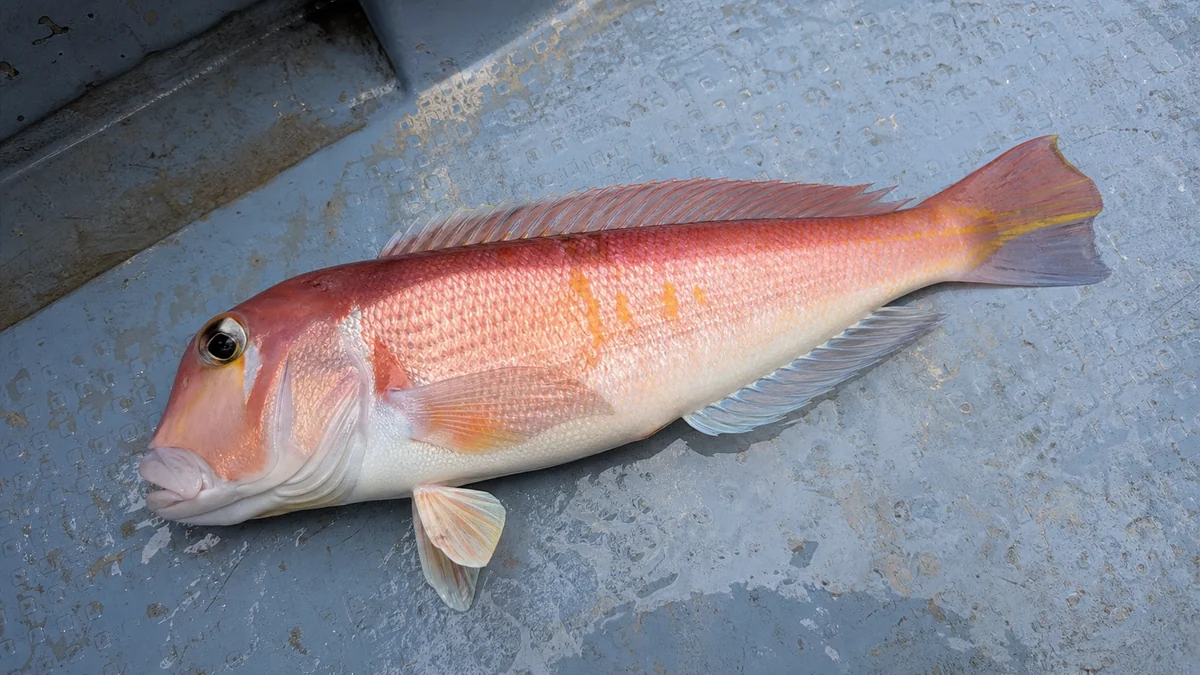 タイラバで釣れたアマダイ
