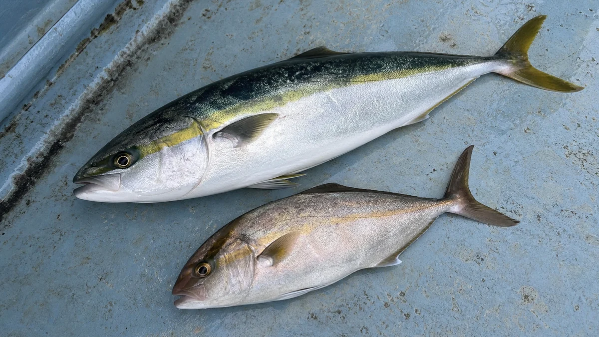 タイラバで釣れたブリとカンパチ