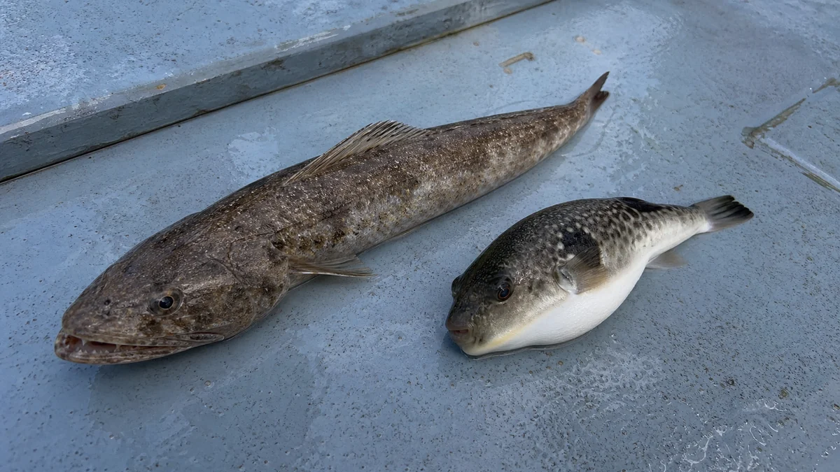 タイラバで釣れたエソとフグ