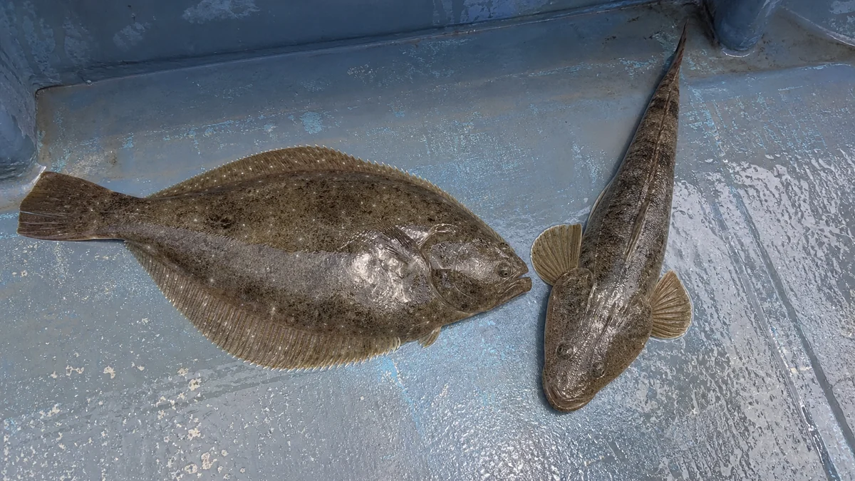 タイラバで釣れたヒラメとマゴチ