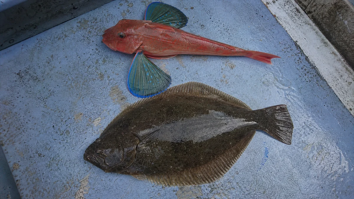 タイラバで釣れたホウボウとヒラメ