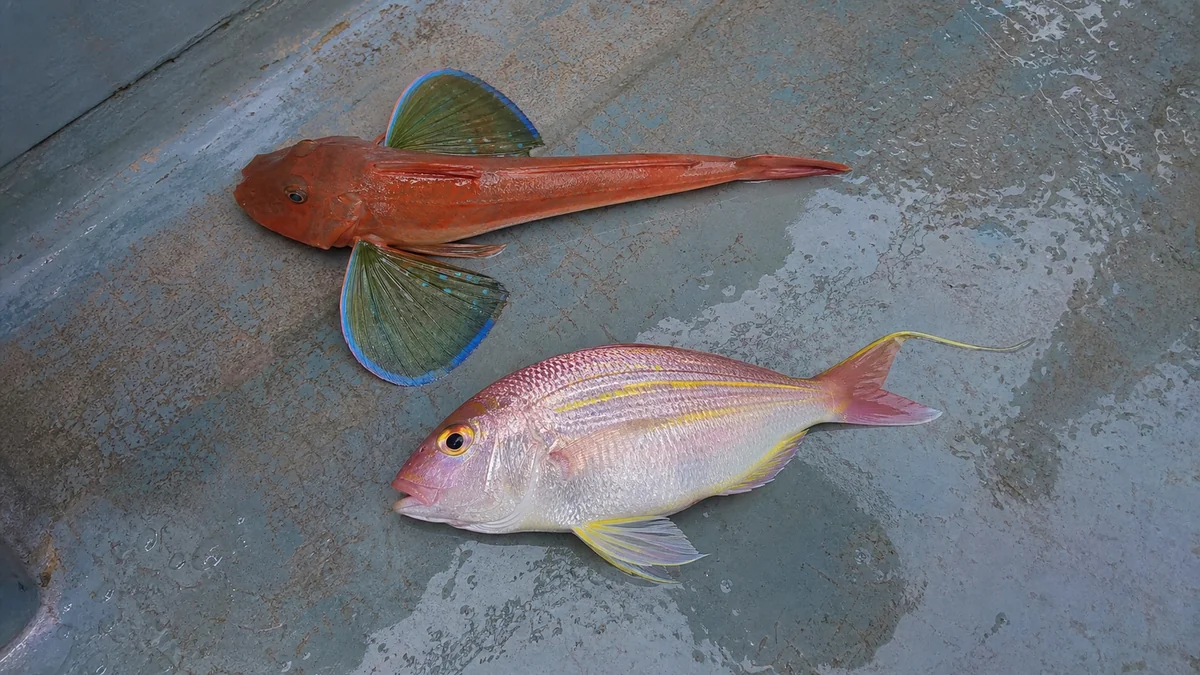 タイラバで釣れたホウボウとイトヨリダイ