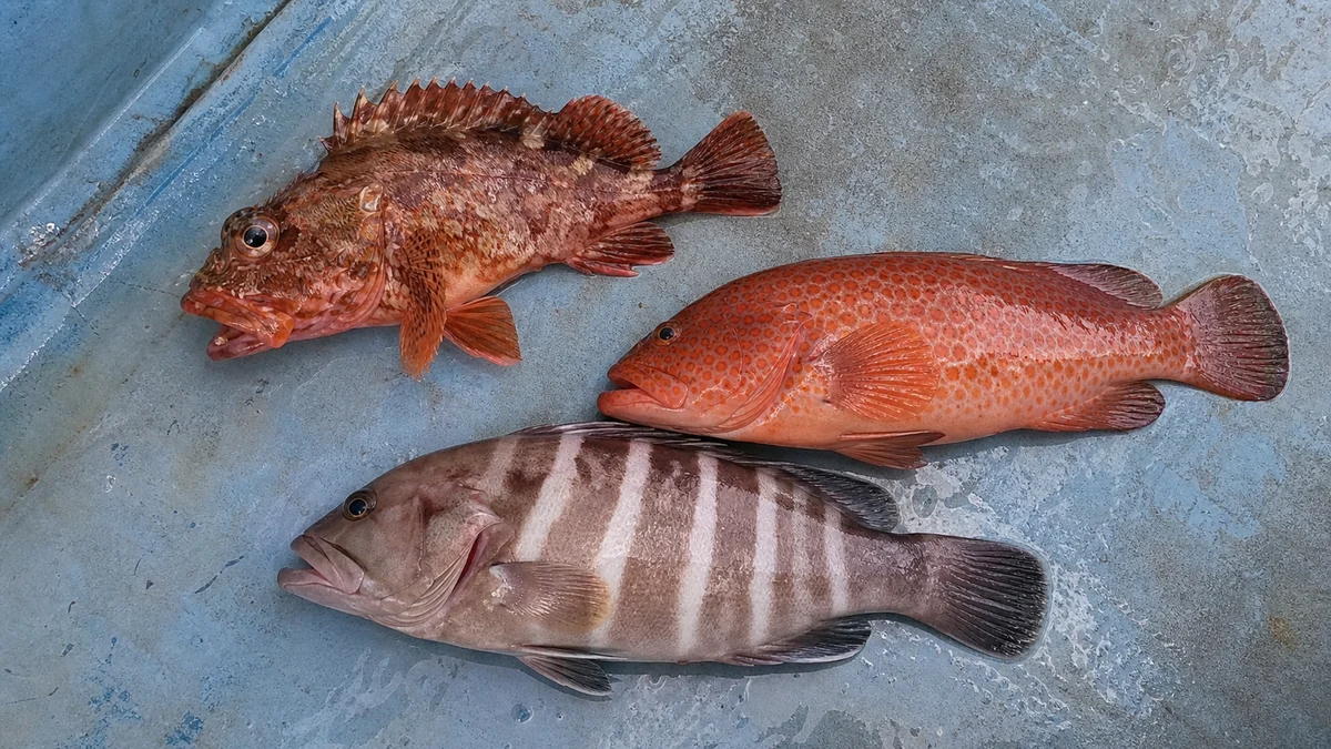 タイラバで釣れたカサゴ・キジハタ・マハタ