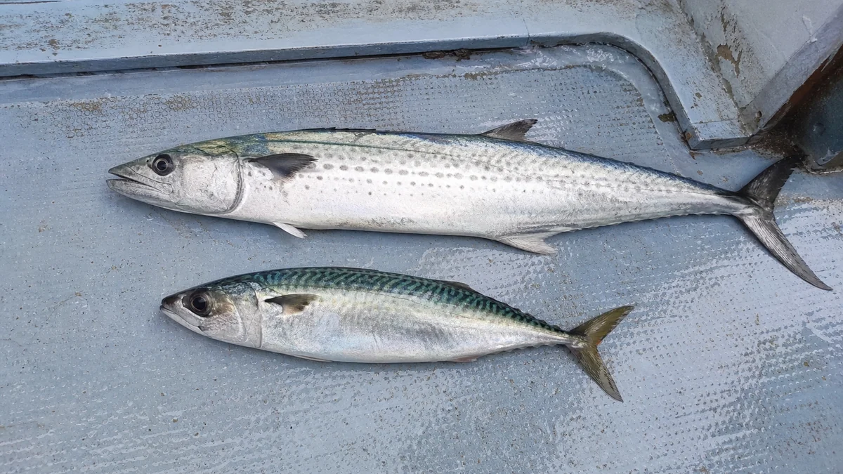 タイラバで釣れたサバとサワラ